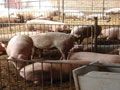 猪场常用消毒药的使用误区