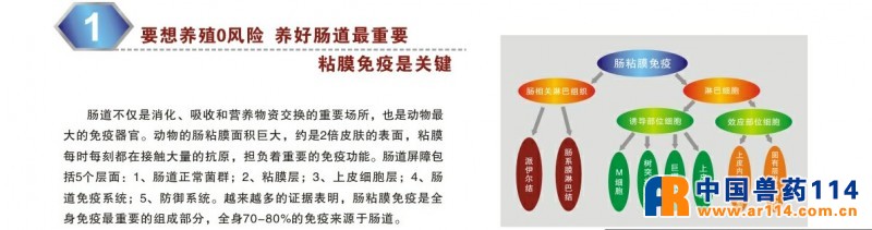 肽菌素彩页放大5