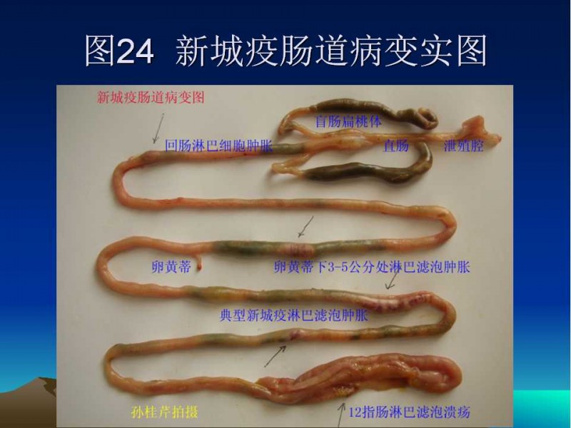 疾病流行严重,导致鸡群典型,非典型新城疫常年发生从而激发流行性感冒