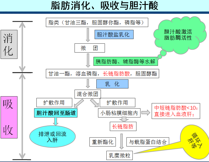 胆汁酸促进脂肪乳化、消化、吸收过程